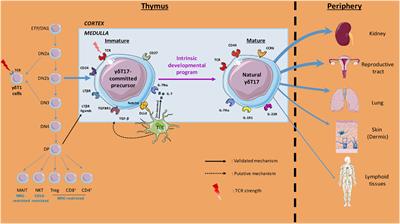 Thymic Program Directing the Functional Development of γδT17 Cells